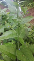 Pentaglottis sempervirens