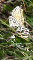 Isturgia limbaria