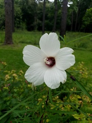 Hibiscus dasycalyx