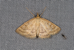 Psammotis pulveralis