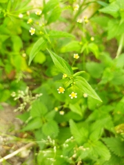 Galinsoga parviflora