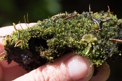 Cephalozia bicuspidata