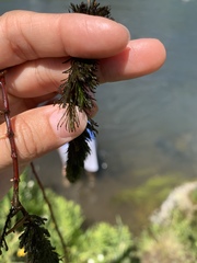 Myriophyllum sibiricum