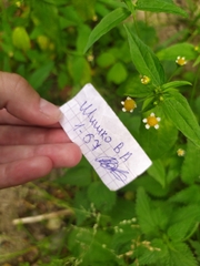 Galinsoga parviflora