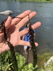 Myriophyllum sibiricum