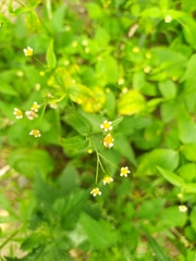 Galinsoga parviflora