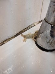 Hemidactylus platyurus