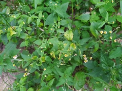 Galinsoga parviflora