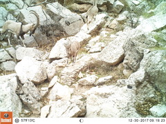 Capra aegagrus aegagrus