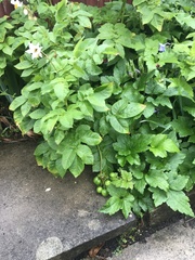 Angiospermae