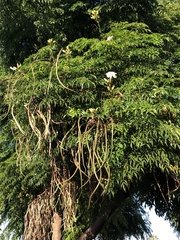Radermachera sinica