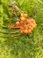 Sorbus aucuparia