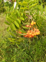 Sorbus aucuparia