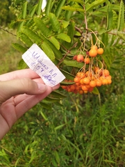 Sorbus aucuparia