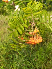 Sorbus aucuparia