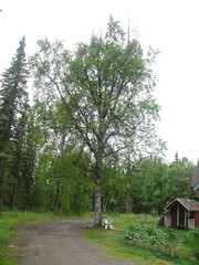 Betula neoalaskana