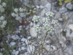 Pimpinella titanophila