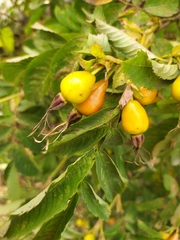 Rosa