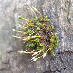 Ulota bruchii
