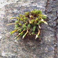 Ulota bruchii