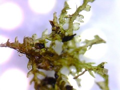 Cephalozia bicuspidata