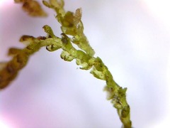 Cephaloziella