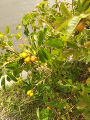 Rosa