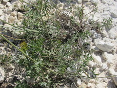 Pimpinella titanophila