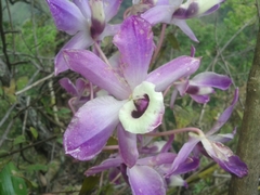 Dendrobium nobile