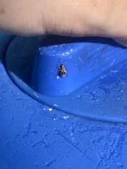 Calomycterus setarius