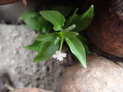 Epilobium lactiflorum