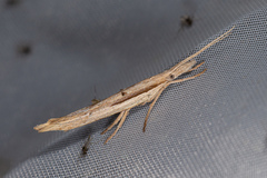 Ypsolopha mucronella
