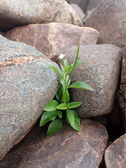 Epilobium lactiflorum