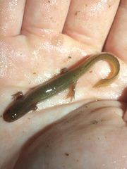 Pseudotriton montanus