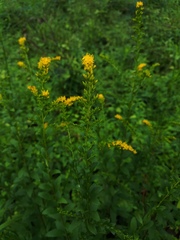 Solidago delicatula