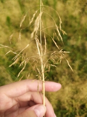 Agrostis capillaris