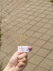 Agrostis capillaris
