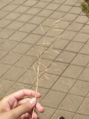 Agrostis capillaris