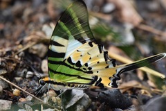 Graphium antiphates itamputi