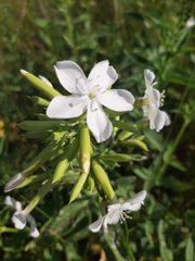 Saponaria officinalis