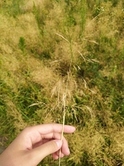 Agrostis capillaris