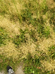 Agrostis capillaris