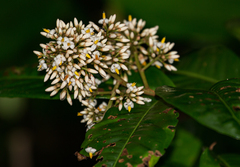 Ardisia compressa