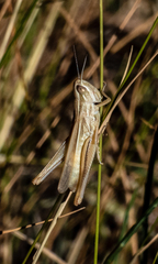 Euchorthippus chopardi