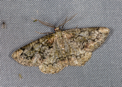 Cleorodes lichenaria