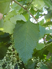 Buddleja dysophylla
