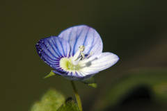 Veronica persica
