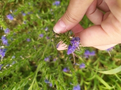 Echium vulgare