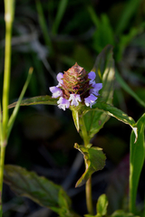 Prunella vulgaris lanceolata
