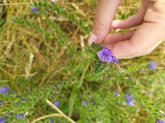 Echium vulgare